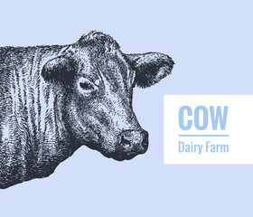 The head of a cow, a bull in a graphic vintage style. Linear drawing, sketch, vector illustration.