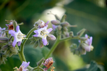 Beautiful melastome in the garden