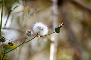 common dandelion in the garden