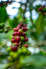 Café colombiano - Café de Colombia - Cafetales - Colombia - Árbol de Café 