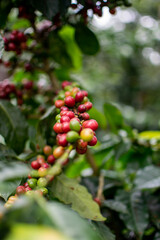 Café colombiano - Café de Colombia - Cafetales - Colombia - Árbol de Café 