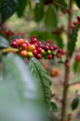 Café colombiano - Café de Colombia - Cafetales - Colombia - Árbol de Café 