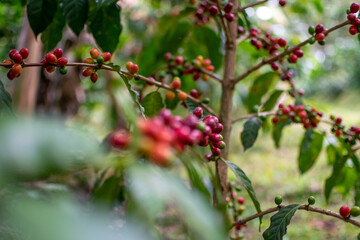 Café colombiano - Café de Colombia - Cafetales - Colombia - Árbol de Café 