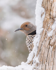 A female red-shafted northern flicker peers from behind a wintry perch.