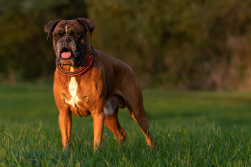 deutscher Boxer Johnny Walker im Sonnenuntergang
