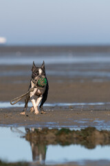 Boston Terrier Krümel apportiert Ball im Watt