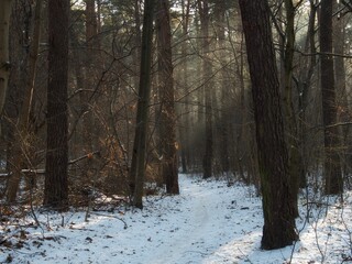 Winter forest © adam7d