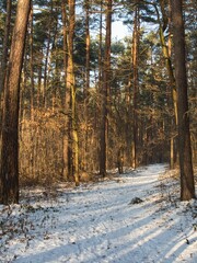 Winter forest