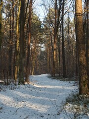 Winter forest © adam7d