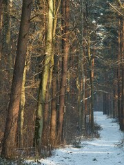 Winter forest © adam7d