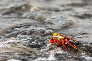 Closeup of  colorful Sally Lightfoot crab on black lava rock on Galapagos coast  in water from rising tide