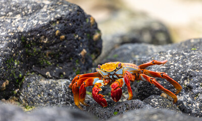 Closeup of  colorful Sally Lightfoot crab on black lava rock on Galapagos coast