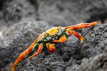 Closeup of  colorful Sally Lightfoot crab on black lava rock on Galapagos coast