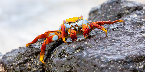 Closeup of  colorful Sally Lightfoot crab on black lava rock on Galapagos coast