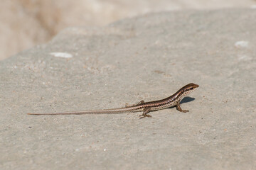 A small lizard crawling on a rock, Sikkim, India. Shot at Himalayan mountain in daytime.