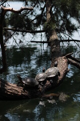 Turtles sunbathing by the water in the park.