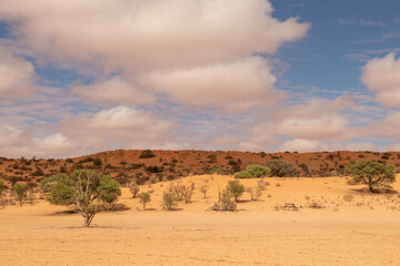 Kgalagadi Landscape