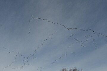 Flock of Geese in a Cloudy Blue Sky