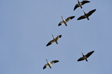 Obraz premium Geese in a Blue Sky