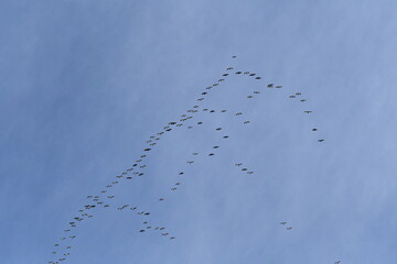 Flock of Geese in a Blue Sky
