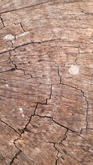 Old Cut Tree Trunk Texture