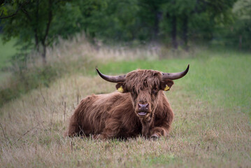 Scottish highland cow resting in the gras