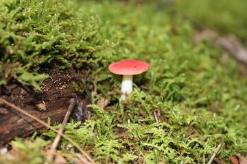 mushroom in the forest