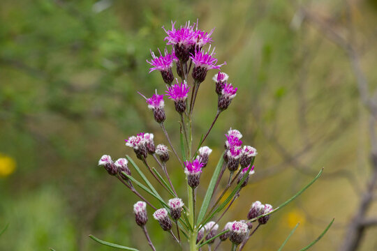 Floral. View of Vernonanthura nudiflora, also known as Iron weed, narrow green leaves and purple flowers blooming in the meadow. 