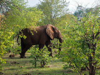 African elephant (Loxodonta africana), cow in the veldt in Zimbabwe, Africa