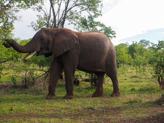 African elephant (Loxodonta africana), cow eating in the veldt in Zimbabwe, Africa