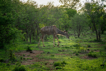 Naklejka na ściany i meble Female Greater Kudu (Tragelaphus strepsiceros) in the veld in Zimbabwe