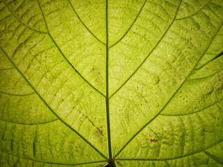 Fototapeta na wymiar Green Leaf