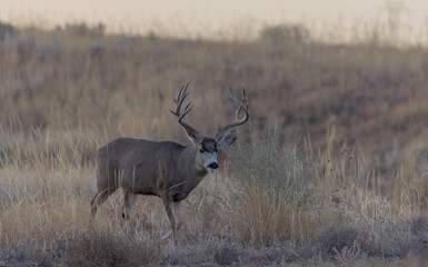 Buck Mule Deer During the Fall Rut in Colorado