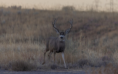 Buck Mule Deer During the Fall Rut in Colorado