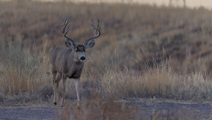 Fototapeta premium Buck Mule Deer During the Fall Rut in Colorado