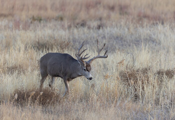 Buck Mule Deer During the Fall Rut in Colorado