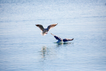 Fliegenden Möwen in Nahaufnahmen am Plattensee in Ungarn