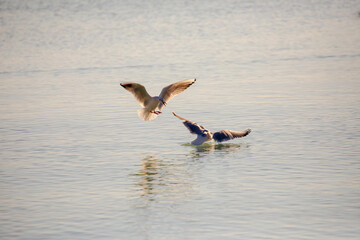 Fliegenden Möwen in Nahaufnahmen am Plattensee in Ungarn