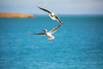Fliegenden Möwen in Nahaufnahmen am Plattensee in Ungarn