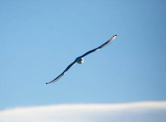 Fliegenden Möwen in Nahaufnahmen am Plattensee in Ungarn