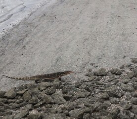 giant asian water lizard at the beach