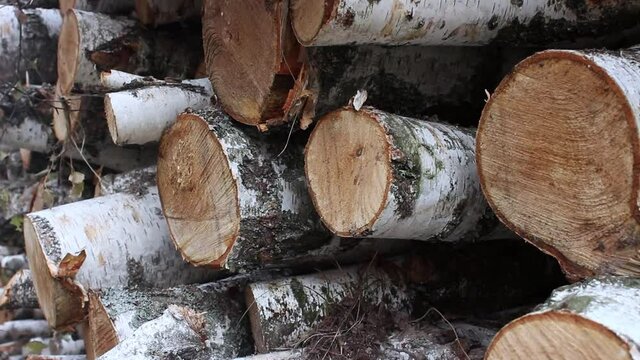 A pile of birch firewood lies on the grass. Chopped firewood stacked in a pile. Pile of logs for fireplace