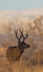 Buck Mule Deer During the Fall Rut in Colorado