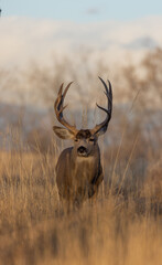 Buck Mule Deer During the Fall Rut in Colorado