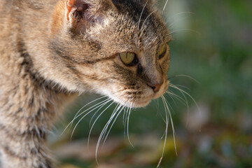 Beautiful gray cat on the green grass.
