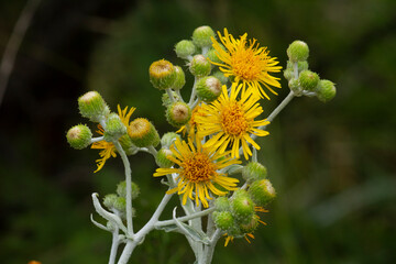 Roadside flowers. Closeup view of Heterotheca grandiflora, also known as silk grass golden aster, yellow flowers and flower buds, blooming in the field. 