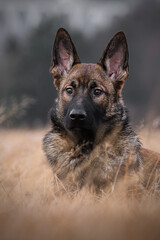 Portrait Schäferhund Paco