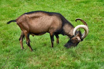 Black forest, Germany: billy goat on a meadow 