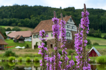 Black Forest, Germany: European wand loosestrife (Lythrum virgatum), with farmhouse in the...