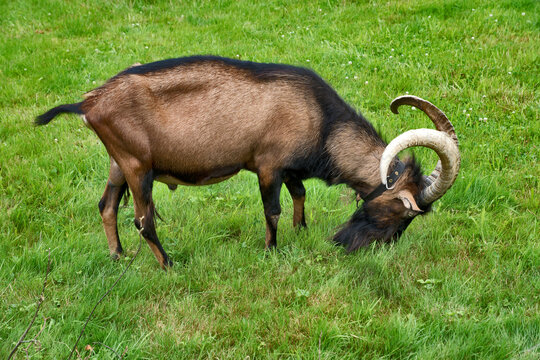 Black forest, Germany: billy goat on a meadow 